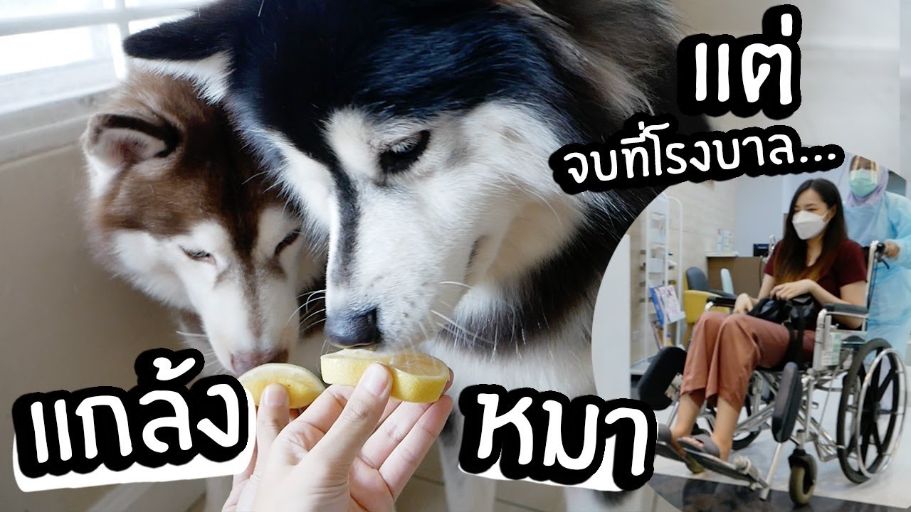 หมา VS มะนาว! แกล้งหมาแต่จบที่โรงพยาบาล....เกิดอะไรขึ้น?