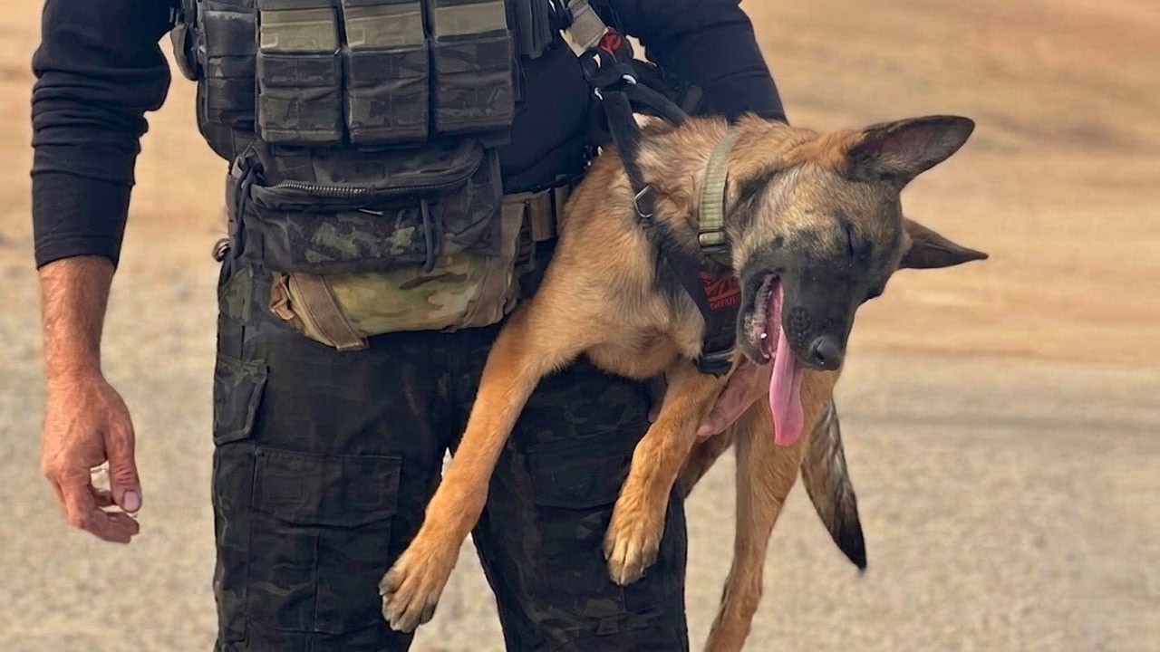 Turns Out Malinois Are Not As Serious As I Thought! 😂 Funny BELGIAN MALINOIS