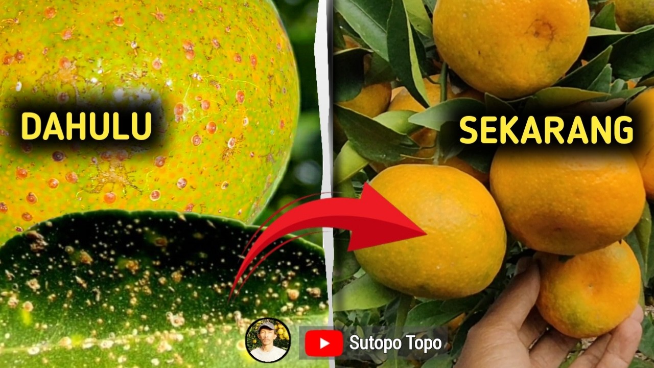 CARA BEBAS DARI KUTU SISIK