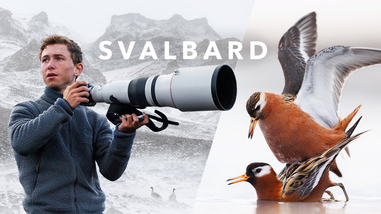 10 days of WILDLIFE PHOTOGRAPHY on SVALBARD