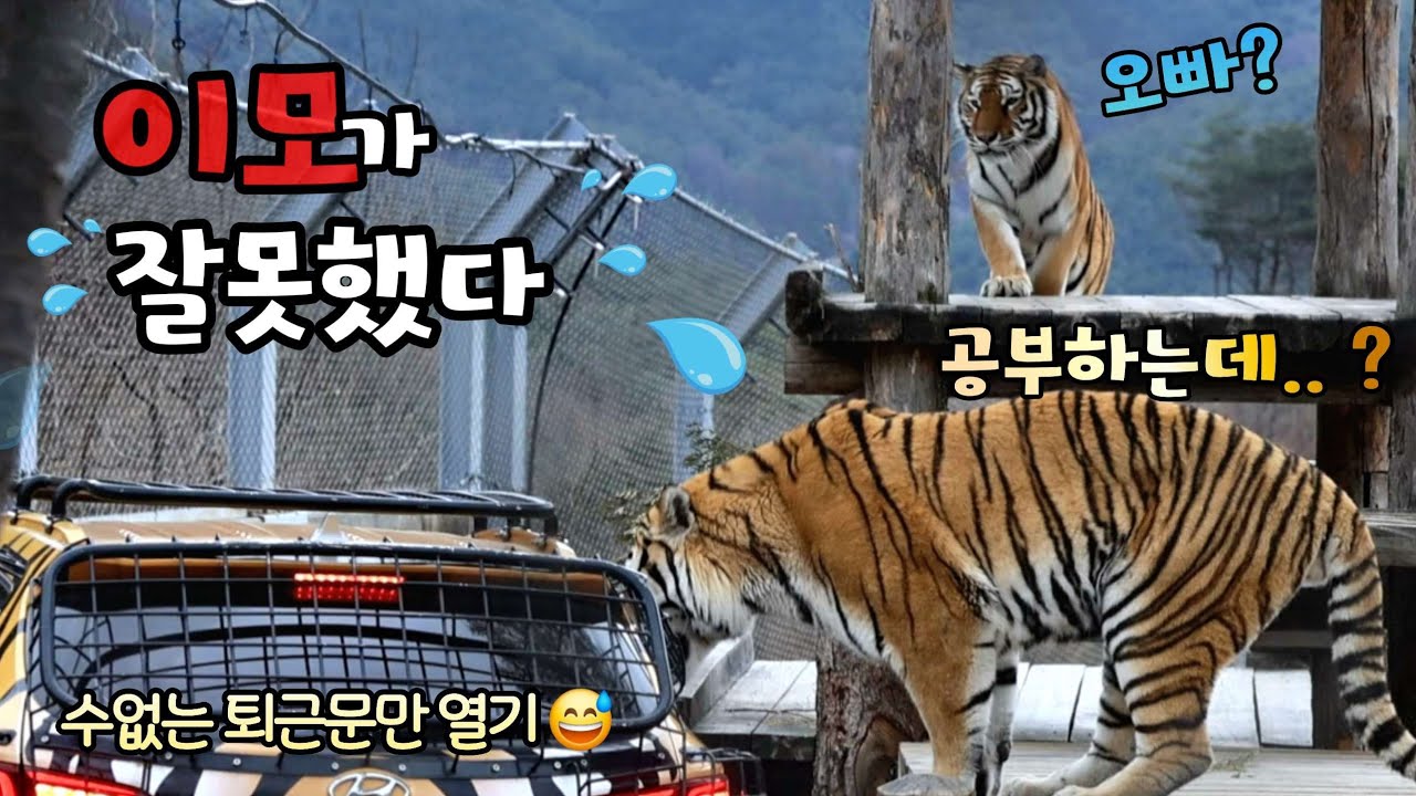 [2026,3,31] 둘이함께 트레이닝 짱👍 푸르릉파티에 퇴근문이 열렸다 닫혔다 😅 이모 혼내는 중 ?