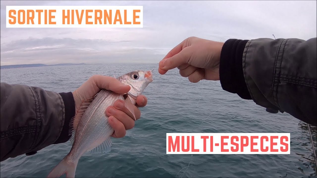 MULTI-ESP&Egrave;CES en sortie HIVERNALE entre S&Egrave;TE et FRONTIGNAN