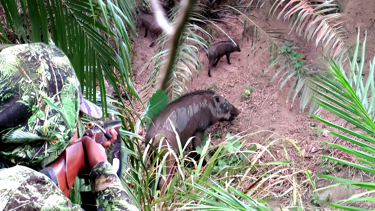 FULL‼️BERBURU BABI HUTAN GANAS JUMBO//GEROMBOLAN BABI HUTAN MERESAHKAN PETANI SAWIT 