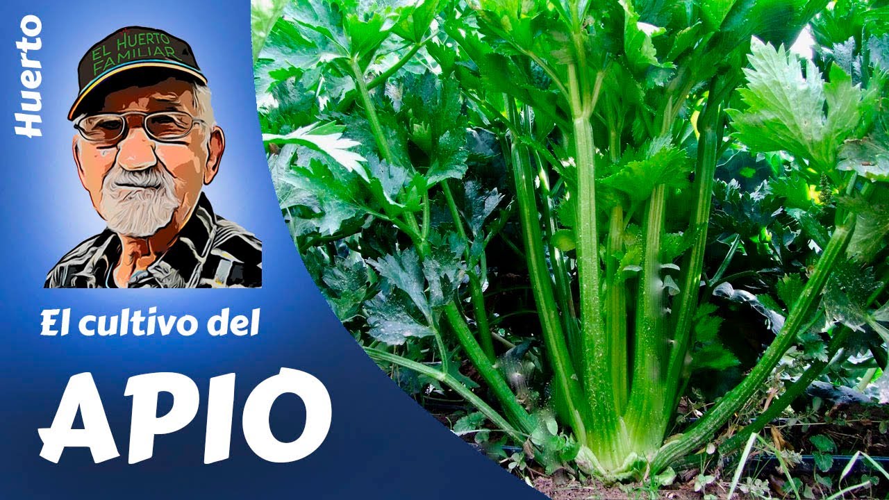 𝗔𝗣𝗜𝗢: COMO SEMBRAR Y CULTIVAR APIO. En sopas, cocidos o ensaladas.