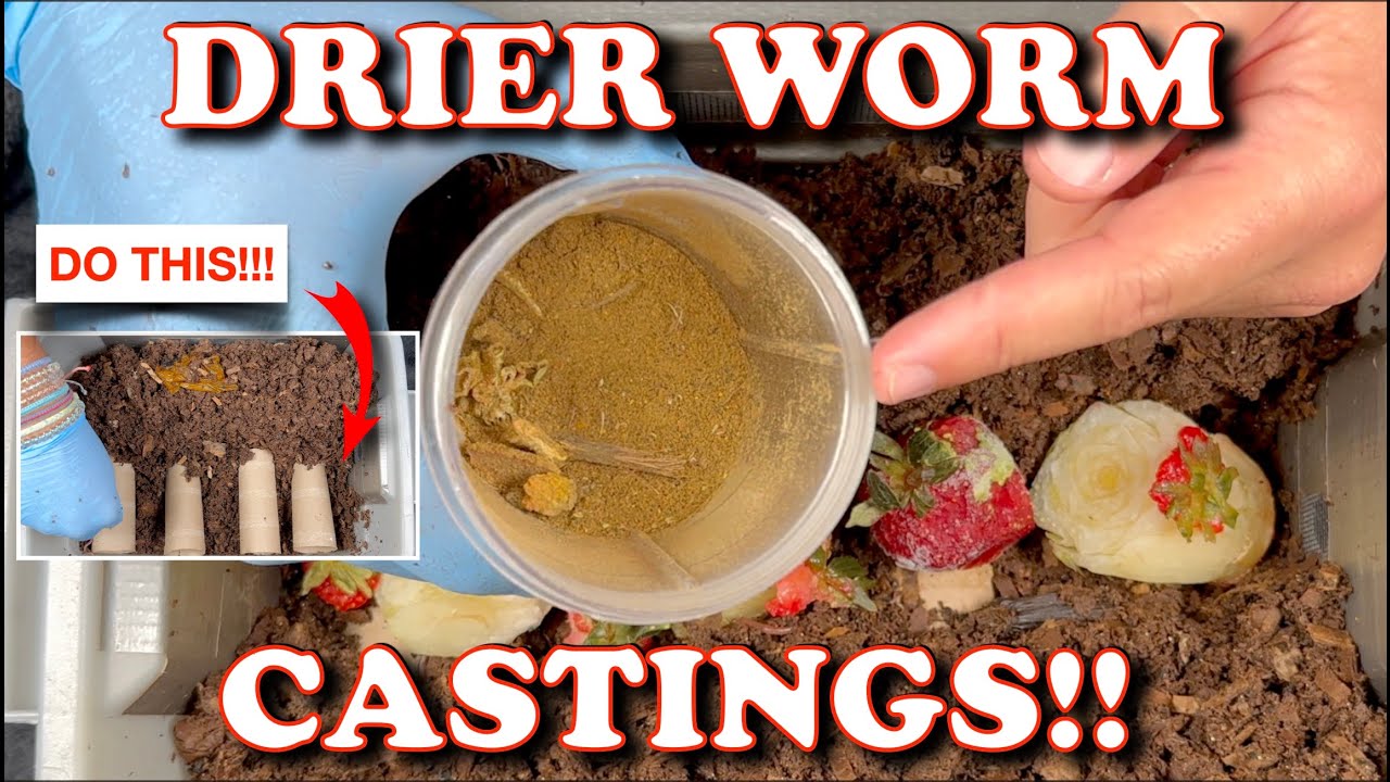 How To Dry Your Worm Bin Before Harvesting Castings | Vermicompost Worm Farm