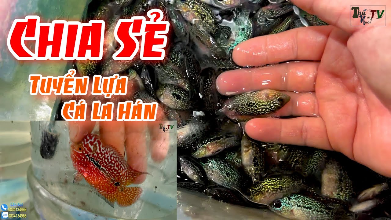 Chia Sẻ Về Việc Tuyển Lựa Cá La Hán | Cơ Sở Cá La Hán Lân Bùi