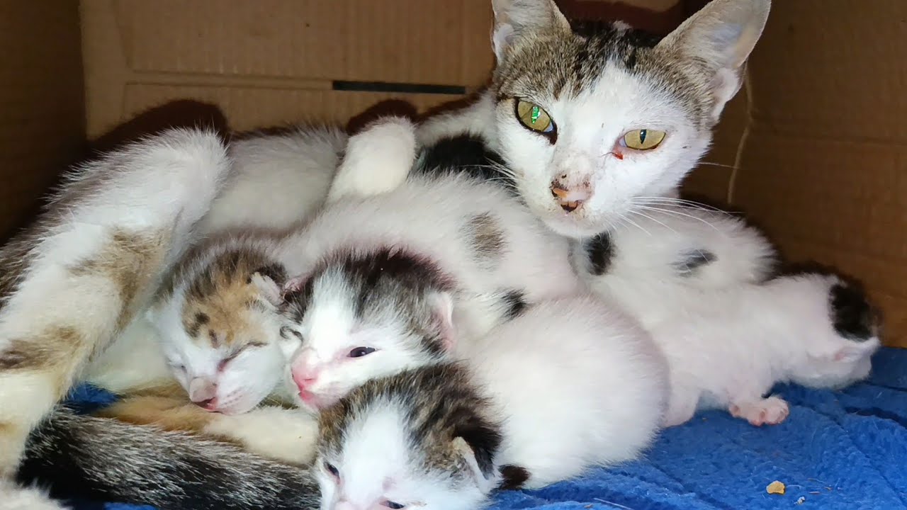 Five kittens open their eyes to see their mother cat who looks just like them