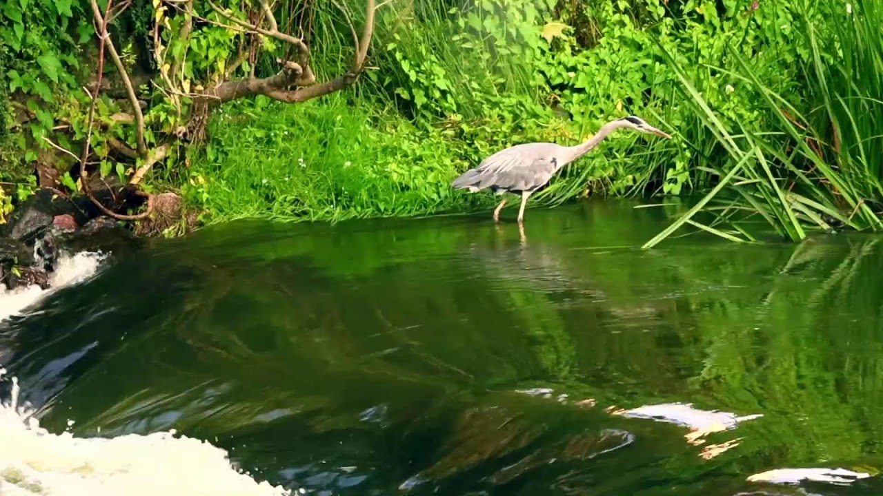 Beauty in Nature  Live Stream