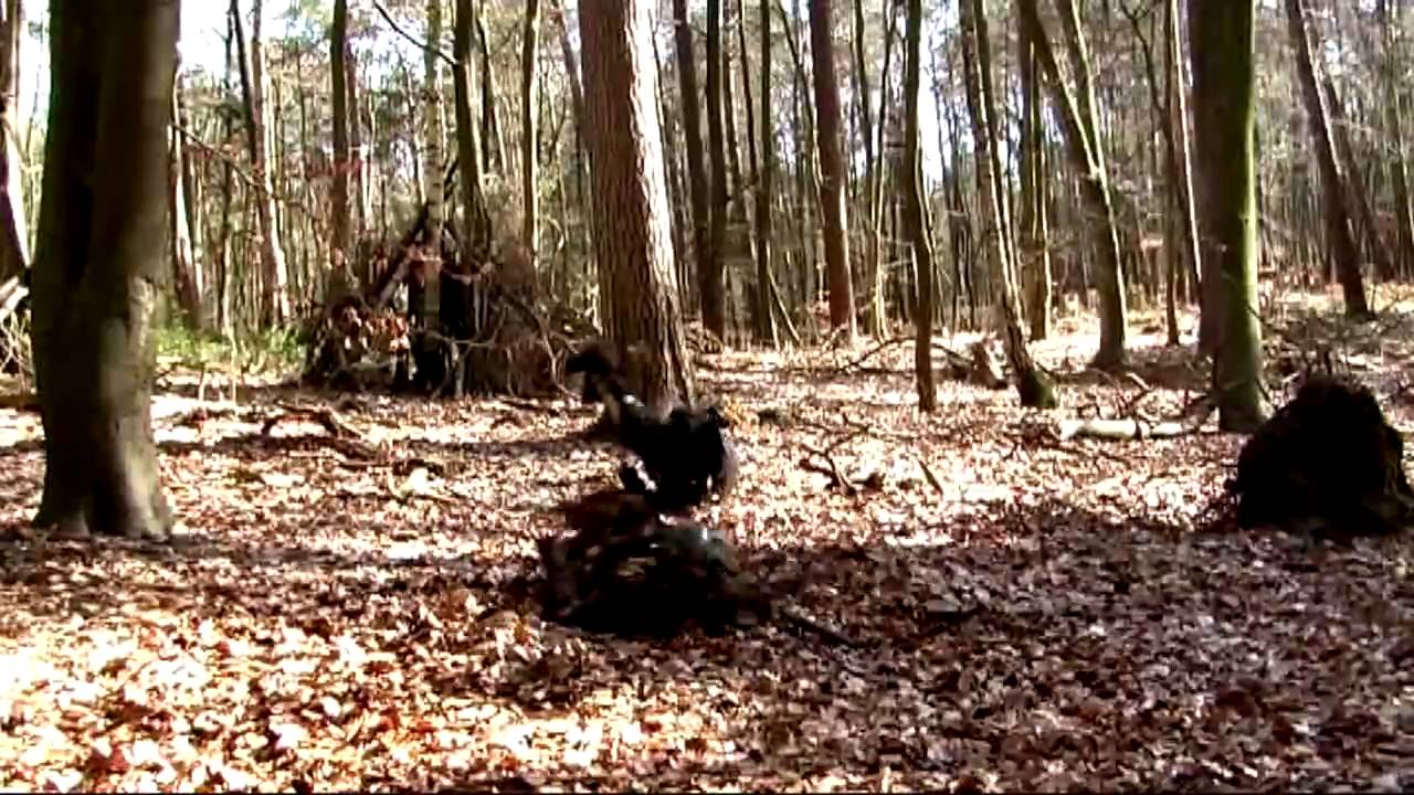 Dreichenlarp Schaukampf Trailer
