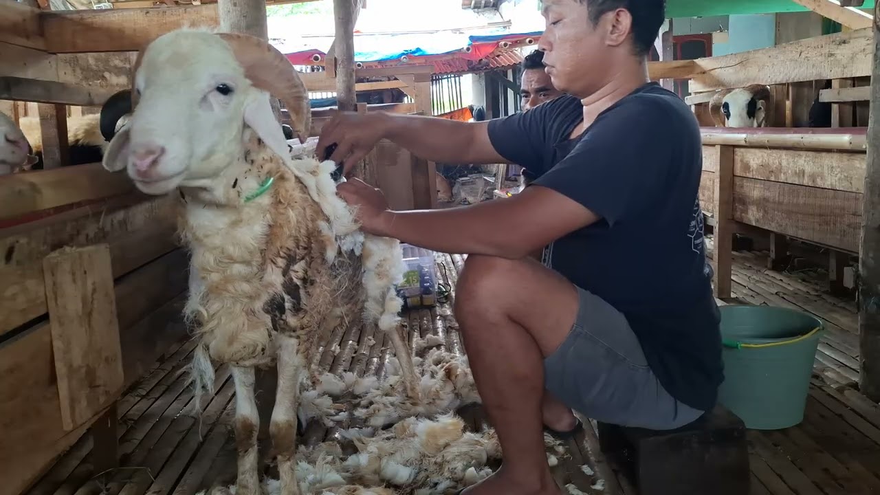 TUTORIAL PENCUKURAN BULU DOMBA 