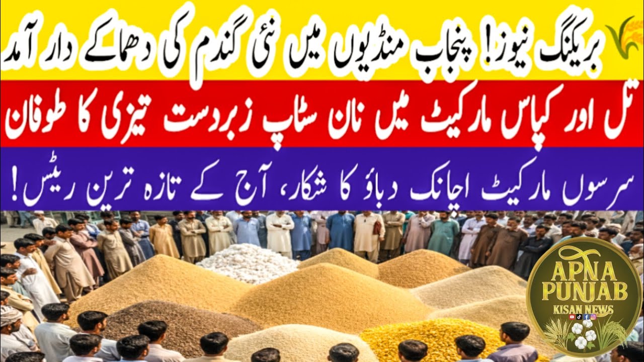 Today Wheat Cotton Sarson Rate in Punjab Pakistan | Till Makki Bajra Munji Mandi Rates Today 2026