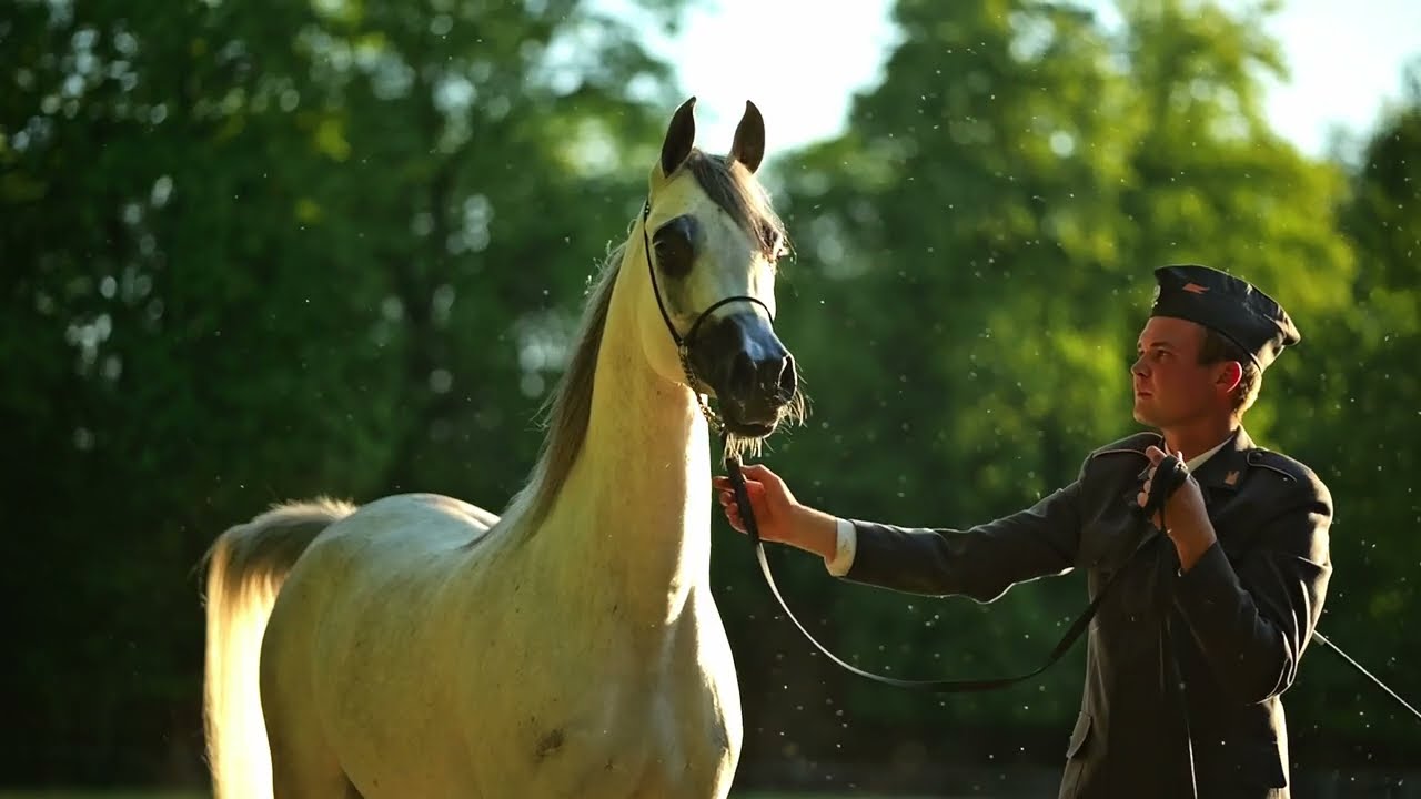 Pride of Poland 2024 Lot. 3 Alexandra (Wortex Kalliste - Amarena po Om El Bellissimo)