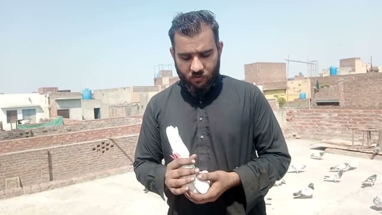 Bohat Nyab Kabootar Pakda||High Flying Pigeons