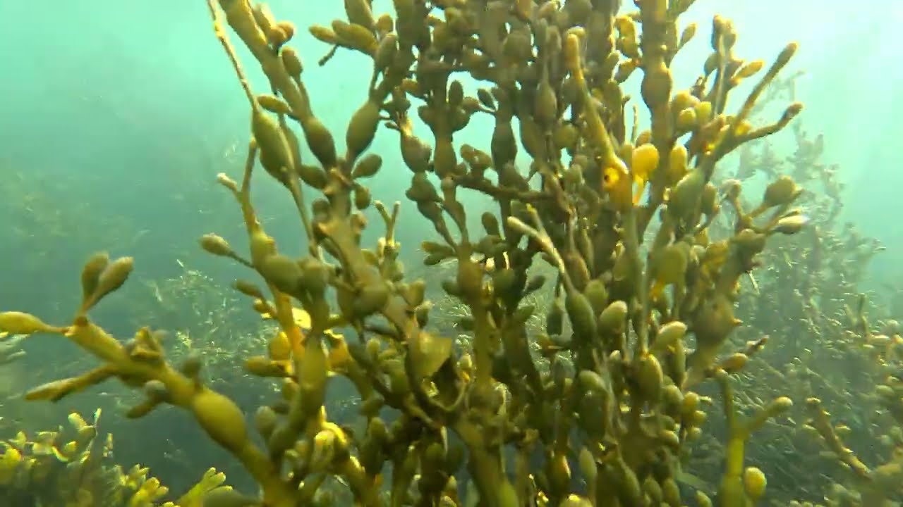 Atlantic Ocean Underwater Adventure 🌊🌿🐠