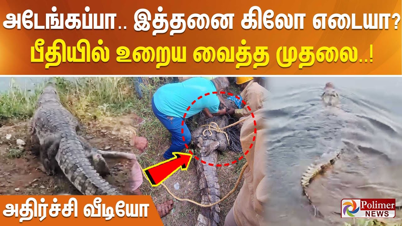 அடேங்கப்பா.. இத்தனை கிலோ எடையா? பீதியில் உறைய வைத்த முதலை.. அதிர்ச்சி வீடியோ..!