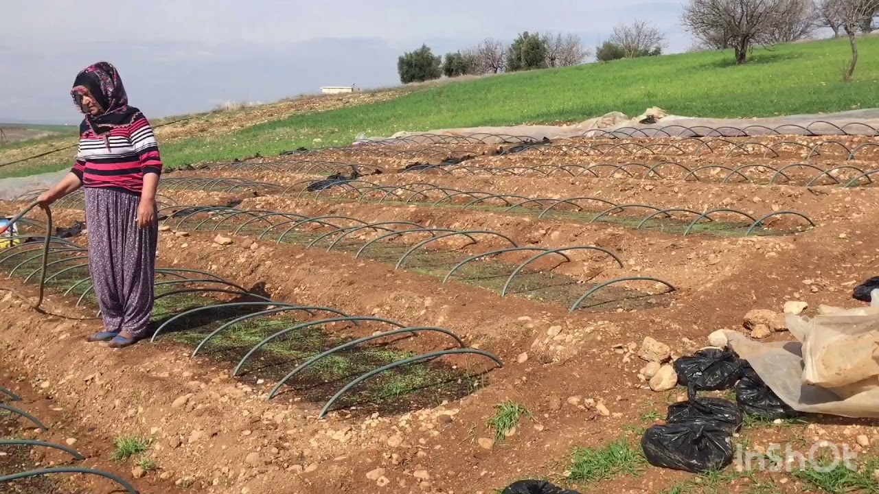 Tütün sadırı çimlendirme ve sulama