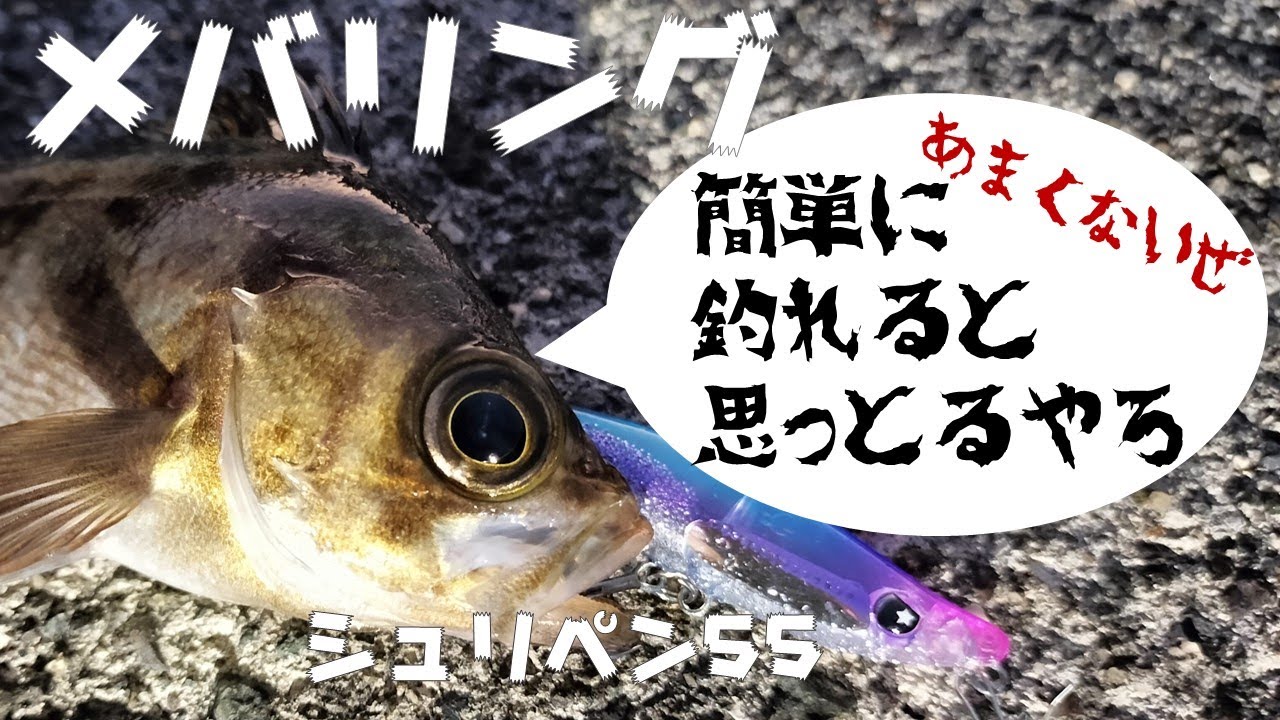 2022年12月旬下旬  舞鶴湾  メバリング釣行（❣炸裂！シュリペン55！）白杉漁港→栗田漁港→舞鶴湾