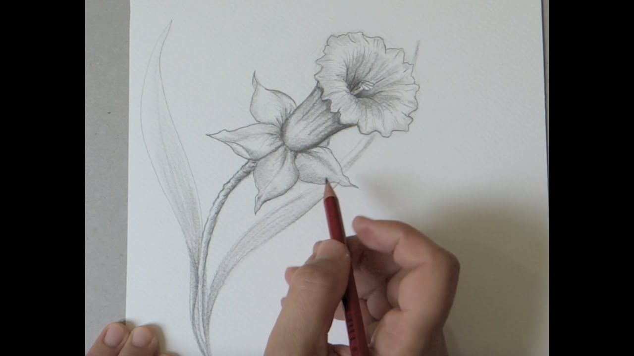 Comment dessiner une jonquille facilement, How to Draw a jonquille