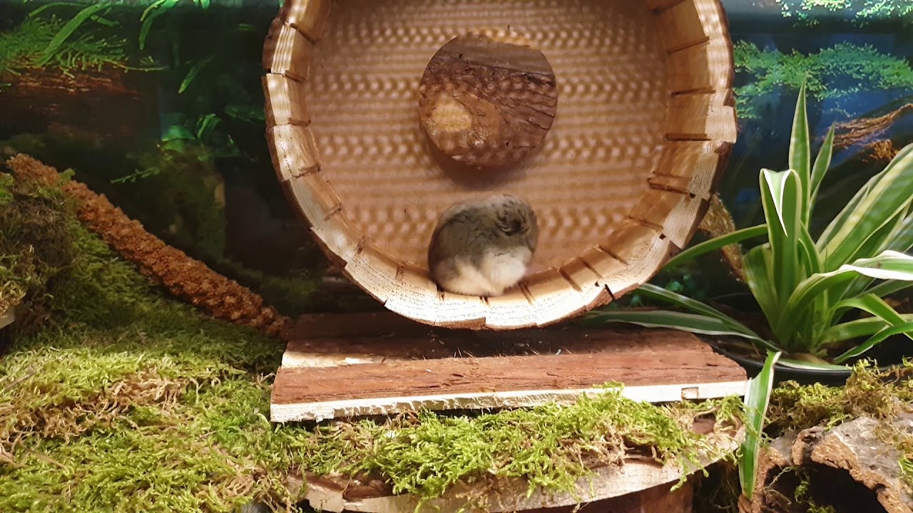 🐹 Wist je dat? Hamsters moeten wennen aan hun looprad?