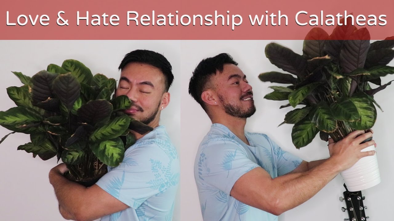 How to Keep Calathea Houseplants Alive | The Love and Hate Relationship