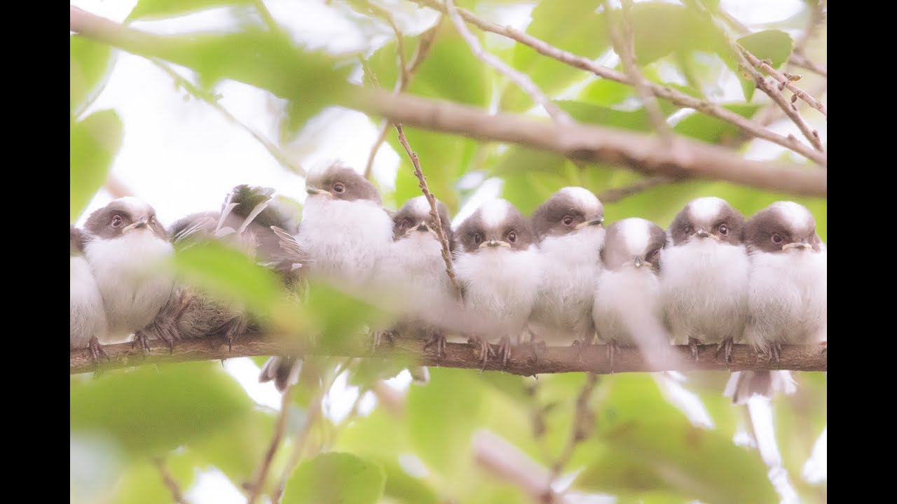 エナガ　巣立ちヒナ　エナガ団子 　2015年4月　  Ⅼong-tailed tit