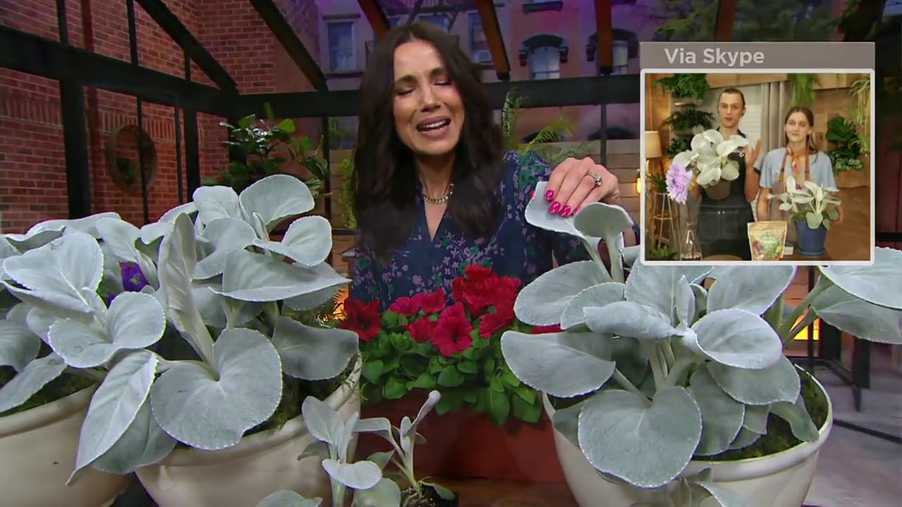 Roberta's 4-Piece Senecio Angel Wings Succulent Live Foliage on QVC
