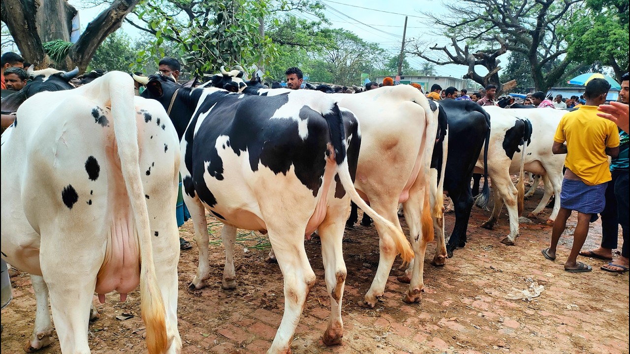 19/3/23/সত্যি বলছি ভাই আজকেও একটা সুযোগ ছিল কম দামে সেরা মানের ফ্রিজিয়ান প্রেগন্যান্ট গাভী কেনার।
