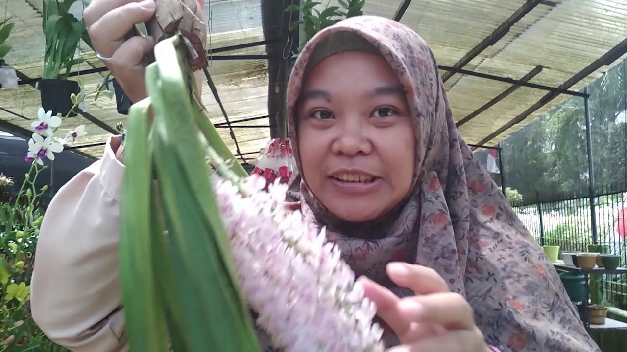 Ekor  Tupai VS Vanda