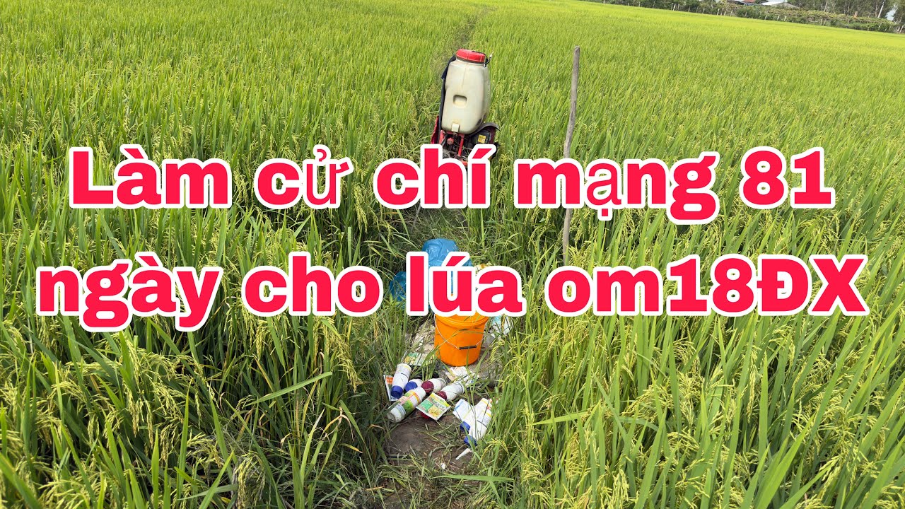 OM18 đông Xuân 2026 lép vàng lai rai 