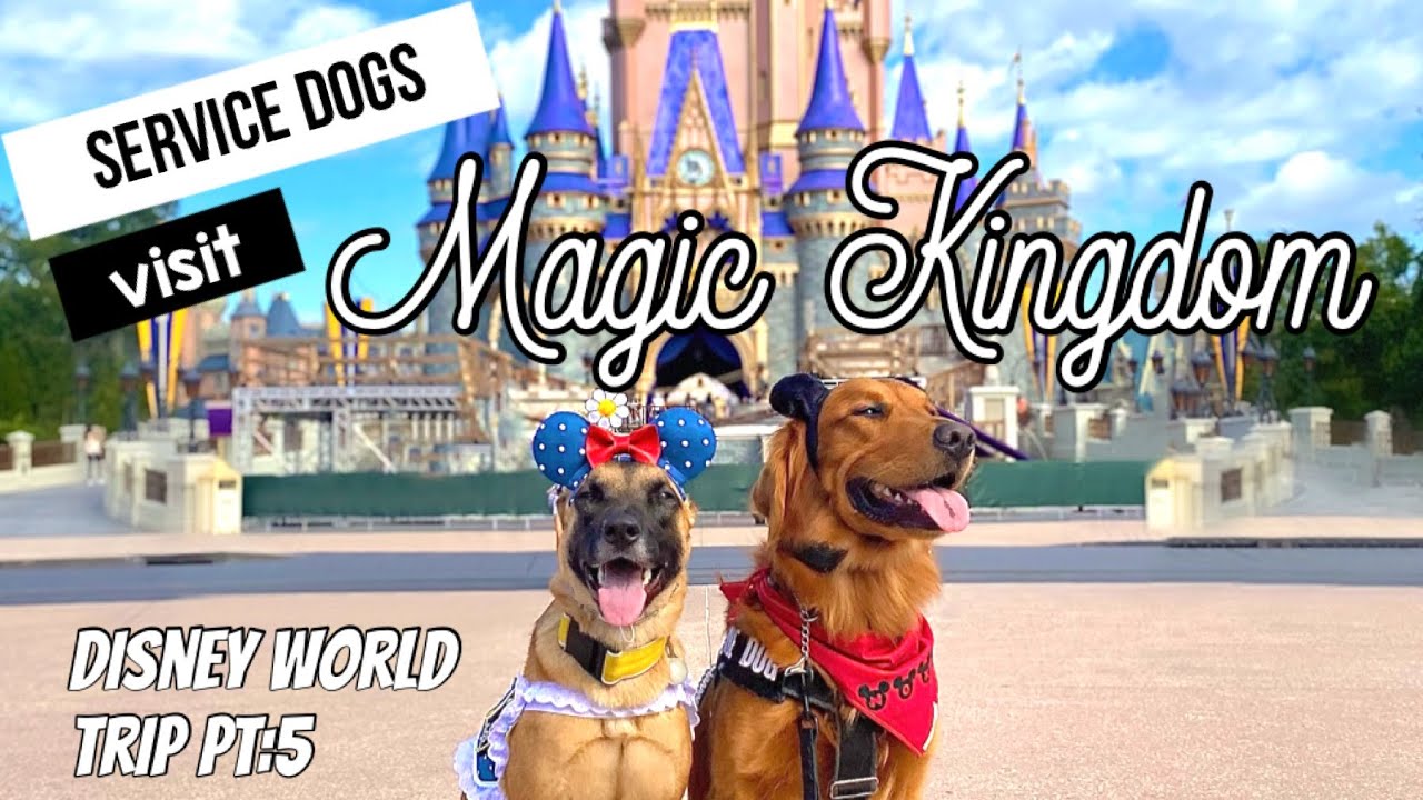 Service Dogs visit Magic Kingdom! | Disneyworld Trip Day 5