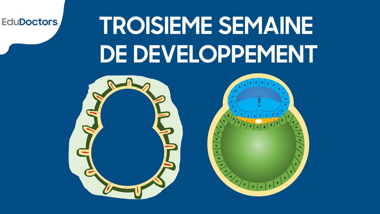 Troisi&egrave;me semaine de d&eacute;veloppement - Embryologie g&eacute;n&eacute;rale