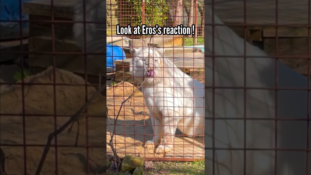 No one can face a Tiger except&hellip; Part 1 #lion #tiger #whitetiger #bigcat