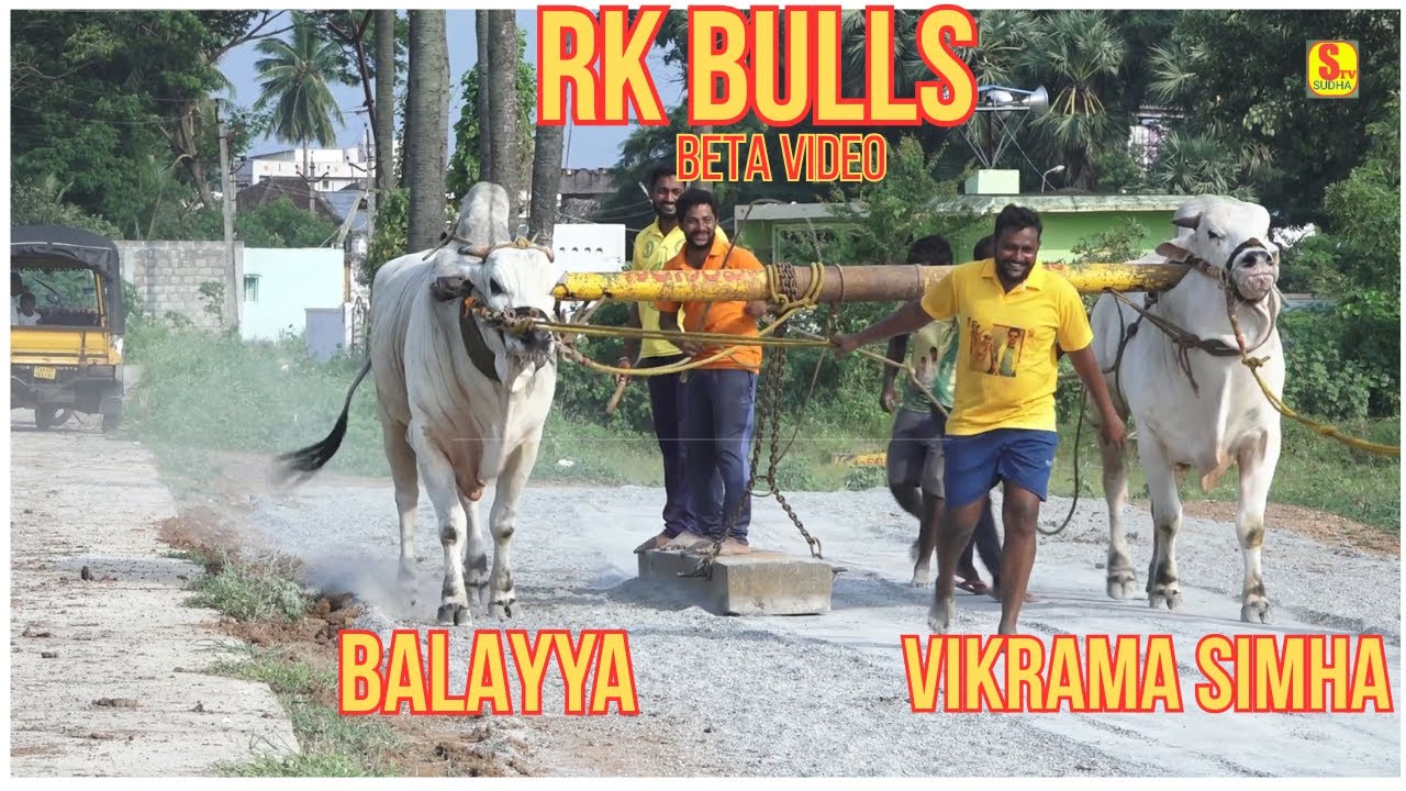 BALAYYA - VIKRAMA SIMHA BETA VIDEO || RK BULLS ||