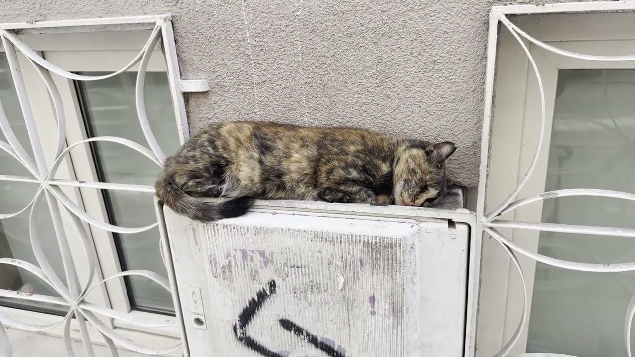 ラースィム・パシャ・モスクの近くにいた猫さんたち #しっぽ先白 #尾端白班 #カドゥキョイ