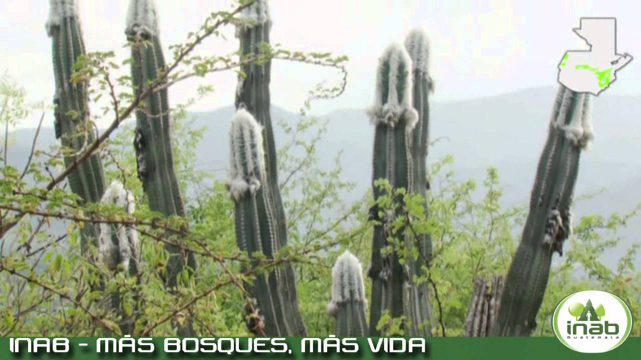 INAB - Bosques y Personas Parte 2