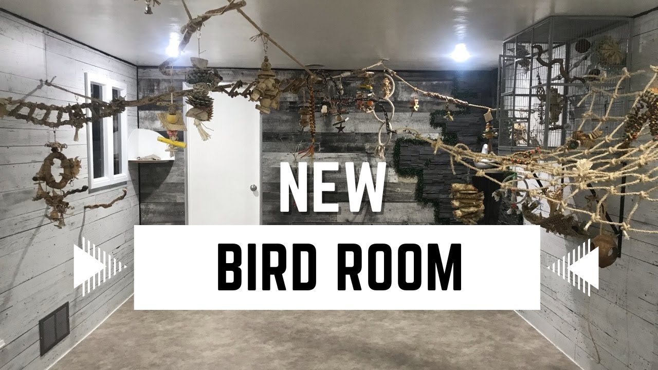 Making A Bird Room From Scratch | Flock Talks
