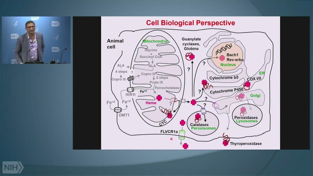 Hematology from the Ground-Up: Lessons from Bloodless Worms