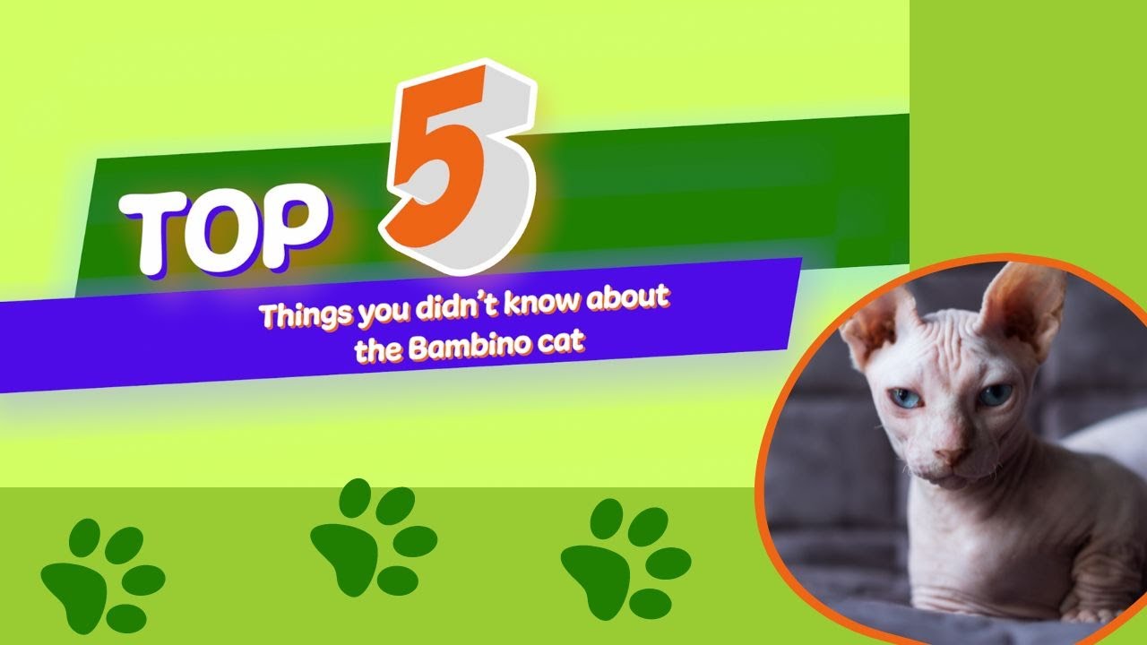 5 Things You Didn't Know About The Bambino Cat