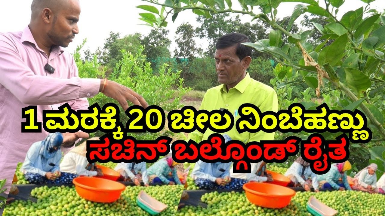 1 ಮರಕ್ಕೆ 20 ಚೀಲ ನಿಂಬೆಹಣ್ಣು ಸಚಿನ್ ಬಲ್ಗೊಂಡ್ ರೈತ ii Per Tree 20 Bags Lemons II