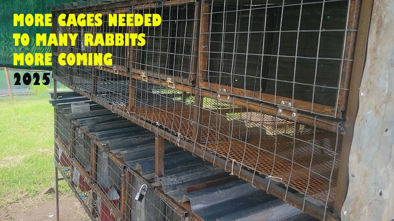 20 Rabbitry Projects Thriving in Under a Month  Join Us!