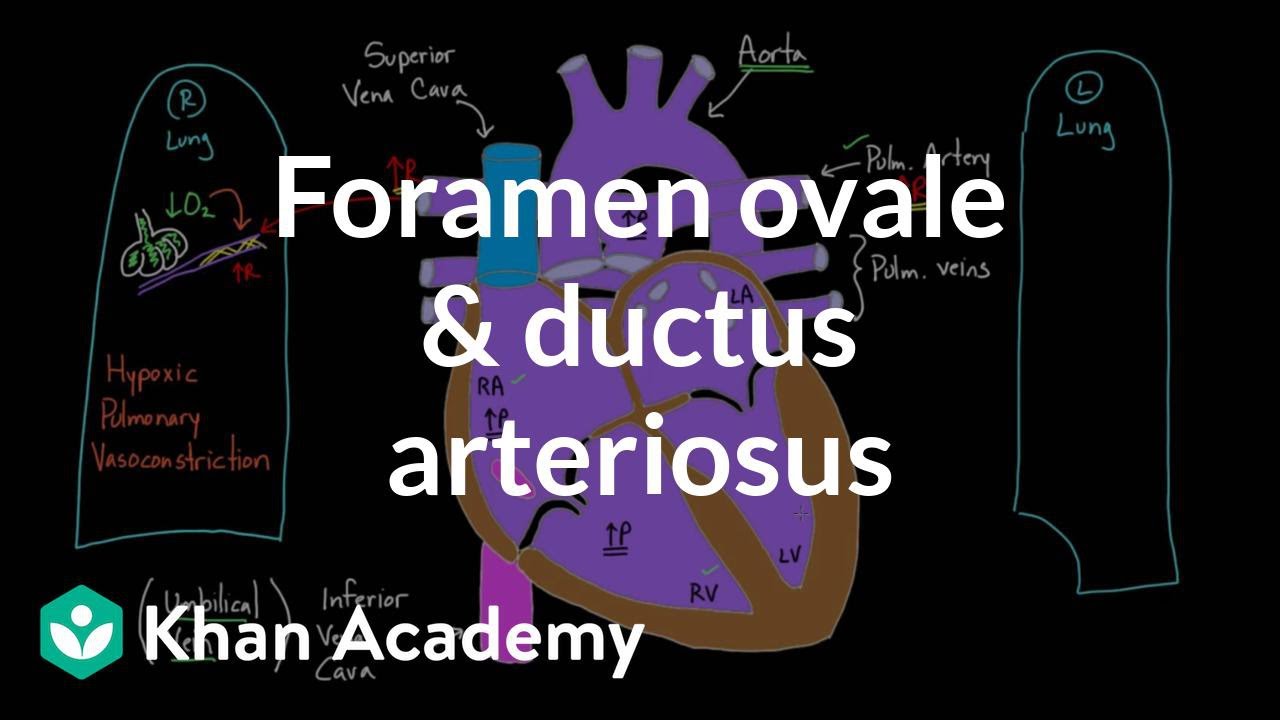 Otw&oacute;r owalny i przew&oacute;d tętniczy | Fizjologia układu krążenia | NCLEX-RN | Khan Academy