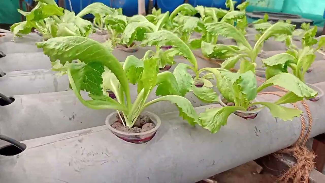 Urbagrow Aquaponics rooftop food garden update 23 Feb 2026