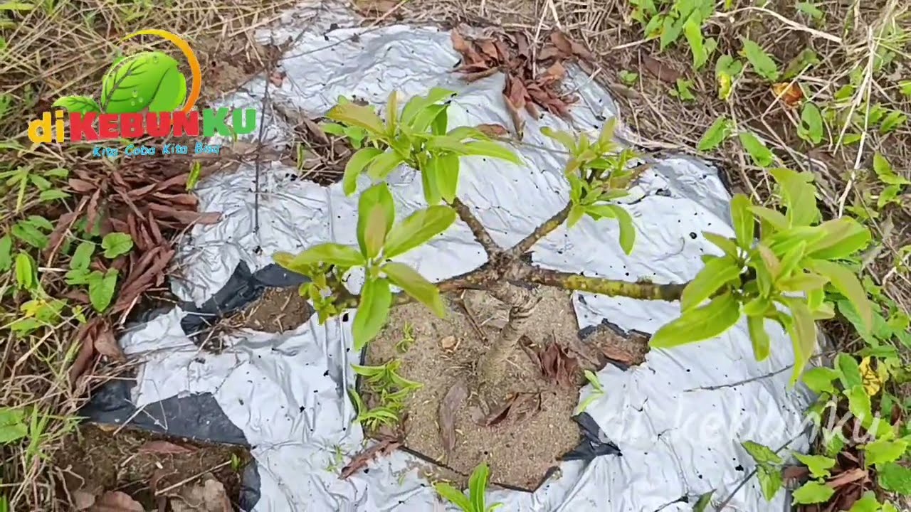 Begini jadinya pruning alpukat sejak dini