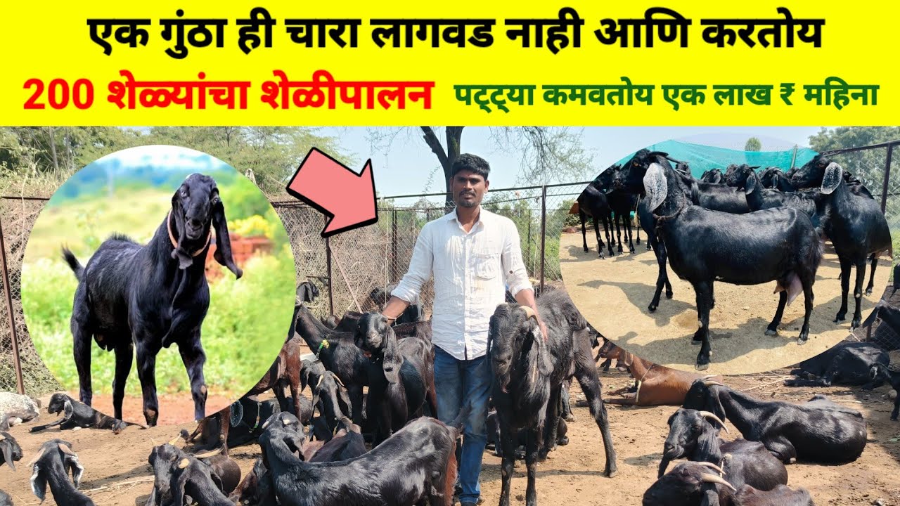 शेळीपालन कसे करावे | गावरान शेळीपालन संपूर्ण माहिती | 200 शेळ्याचे आदर्श शेळीपालन यशोगाथा | got farm