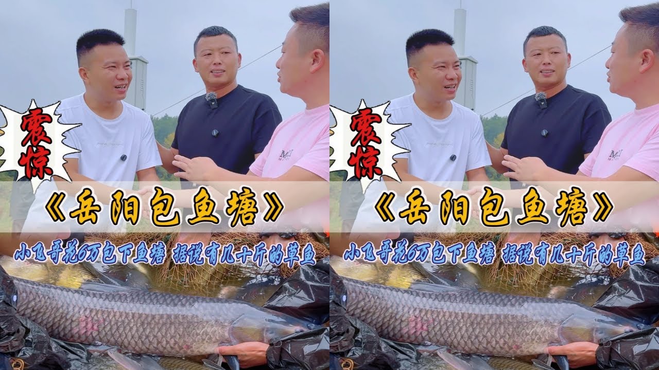 小飞哥花60000元包下巴掌鱼塘，据说有50斤的大草鱼！