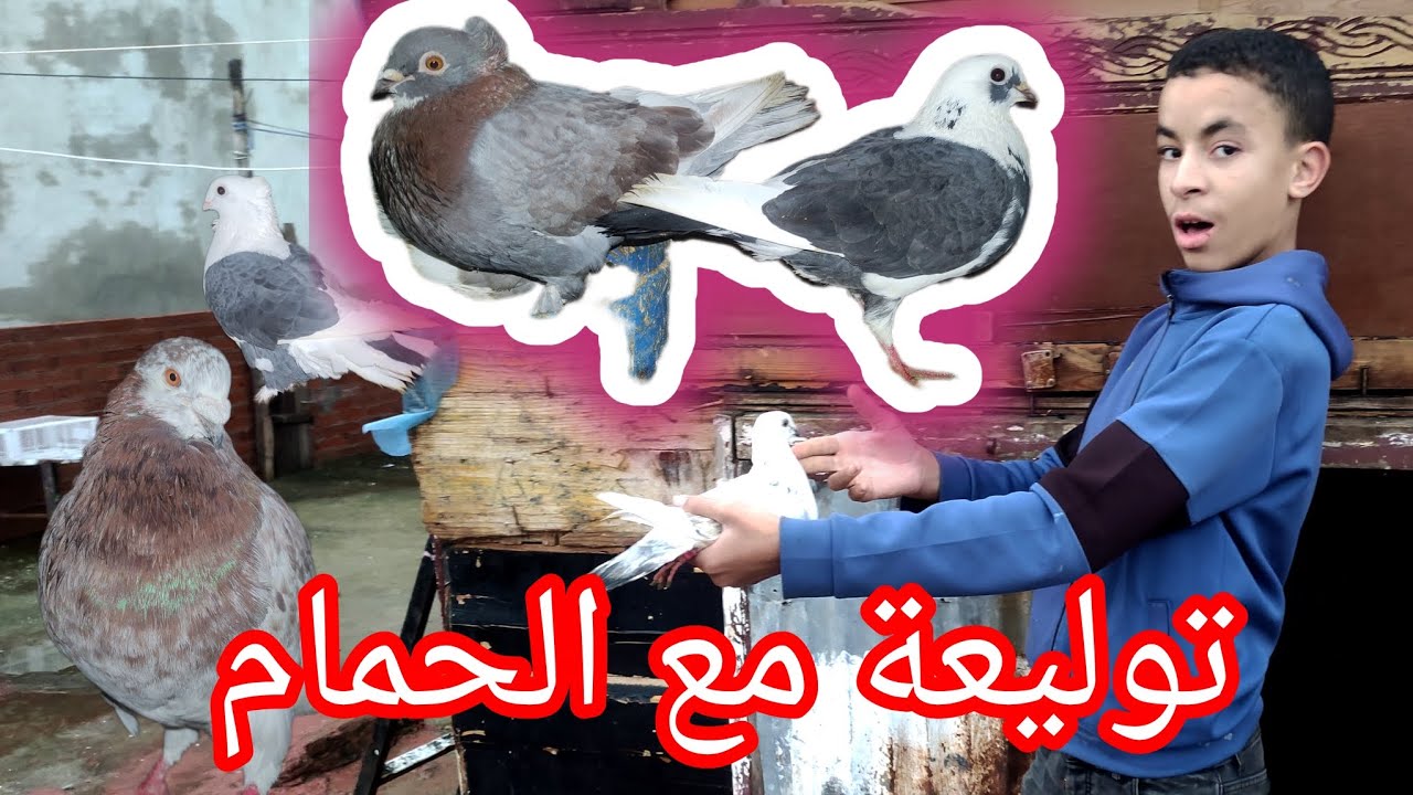 اليوم طلقنا الحمام في السطح😱😯 أو او احسن توليع في الحمام مرحبا بكم جميعا 