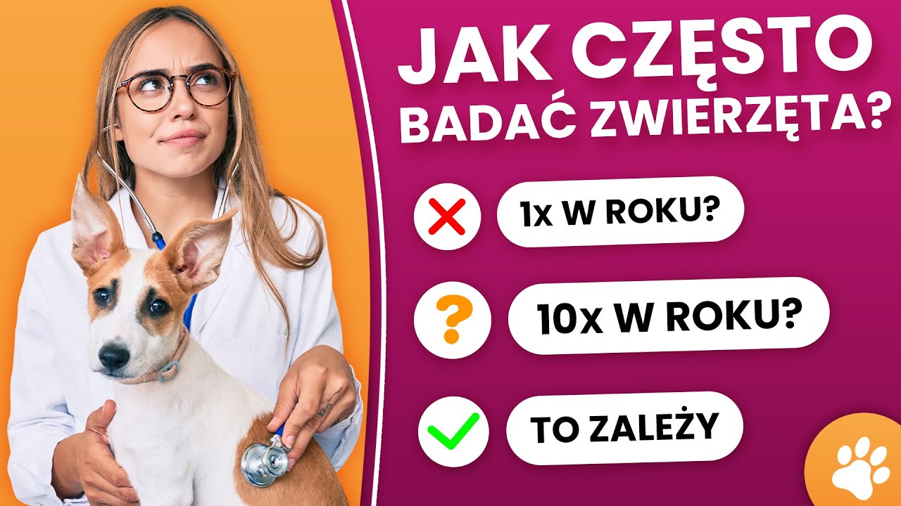 Kiedy ZASZCZEPIĆ PSA a kiedy KOTA? Najważniejsze zabiegi u WETERYNARZA!