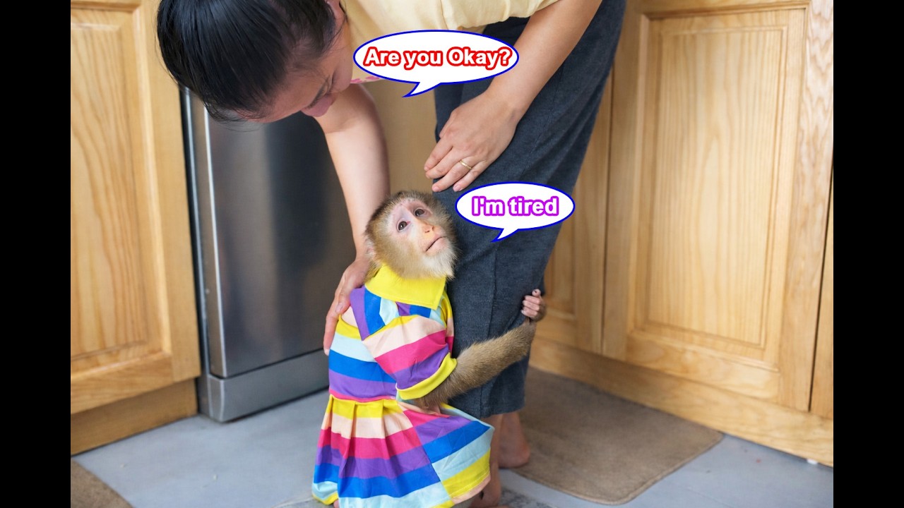 Lyly... Are you okay? Monkey Lyly has been acting strangely since she got home and since then.