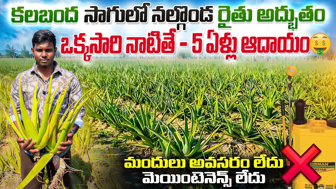 🌵Aloe Vera Farming Secrets ||🔥 ఒక్కసారి నాటితే.. 5 ఏళ్లు ఆదాయం!       #aloevera #kalamanda #farming 
