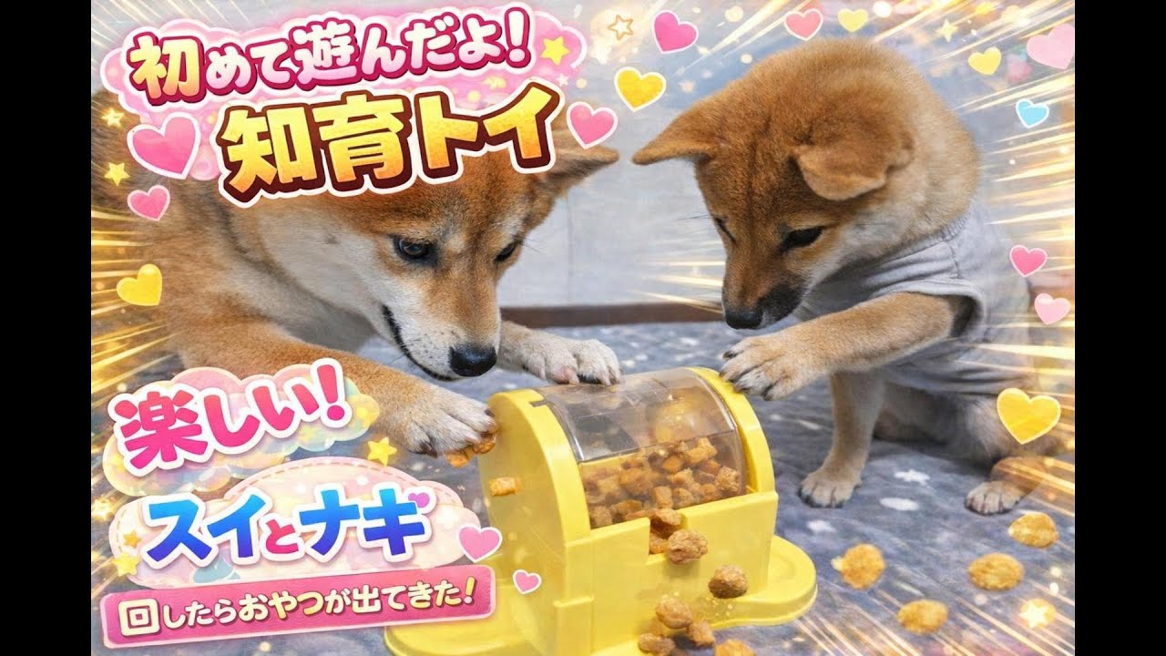 このおもちゃすごい…回すとおやつが出ると知った柴犬2匹の反応🐕